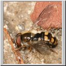 Meligramma euchroma - Schwebfliege m01.jpg